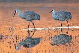 Sandhill Cranes_73775